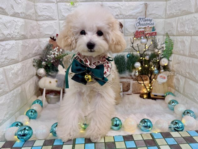 兵庫県のトイプードル(トイ) (ワンキャラット アミーゴ姫路花田店/2025年7月7日生まれ/男の子/ペールフォーン)の子犬の3枚目の画像