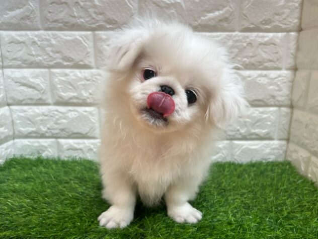 新潟県のペキニーズ (アミーゴ紫竹山店/2025年7月28日生まれ/男の子/ホワイト)の子犬