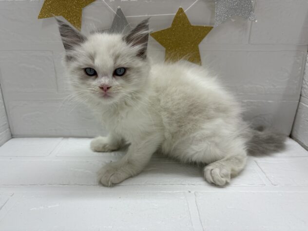 宮城県のラグドール (アミーゴ仙台富沢店/2025年9月3日生まれ/女の子/ブルーポイントバイカラー)の子猫