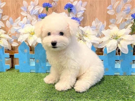 兵庫県のビションフリーゼ (アミーゴ伊丹店/2025年9月4日生まれ/男の子/ホワイト)の子犬