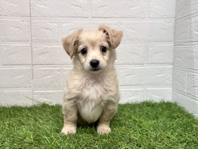 新潟県のハーフ犬・ミックス犬 (アミーゴ新潟小新店/2025年8月26日生まれ/女の子/クリーム)の子犬