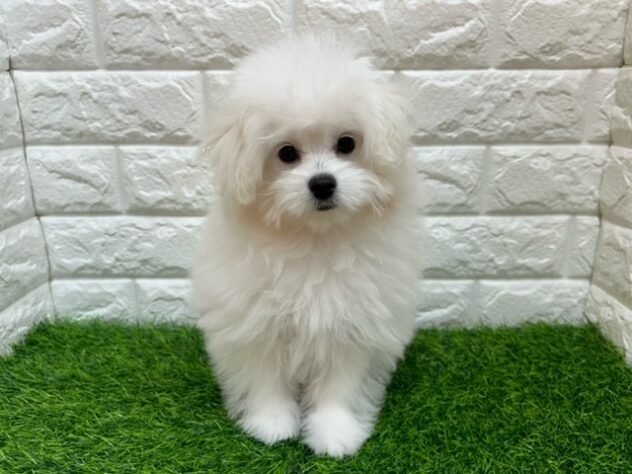 新潟県のハーフ犬・ミックス犬 (アミーゴ紫竹山店/2025年8月26日生まれ/女の子/ホワイト)の子犬の1枚目の画像