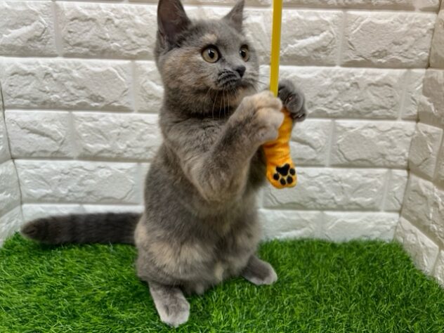 新潟県のスコティッシュフォールド (アミーゴ紫竹山店/2025年7月15日生まれ/女の子/ブルークリーム)の子猫の2枚目の画像