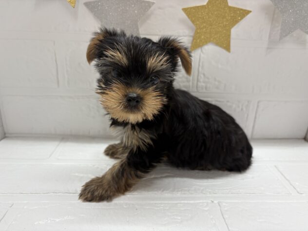 宮城県のヨークシャーテリア (アミーゴ仙台富沢店/2025年9月15日生まれ/女の子/スチールブルータン)の子犬