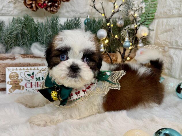 兵庫県のシーズー (ワンキャラット アミーゴ姫路花田店/2025年9月20日生まれ/女の子/ゴールドホワイト)の子犬の4枚目の画像