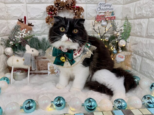 兵庫県のスコティッシュフォールド (ワンキャラット アミーゴ姫路花田店/2025年5月28日生まれ/男の子/ブラックホワイト)の子猫の2枚目の画像