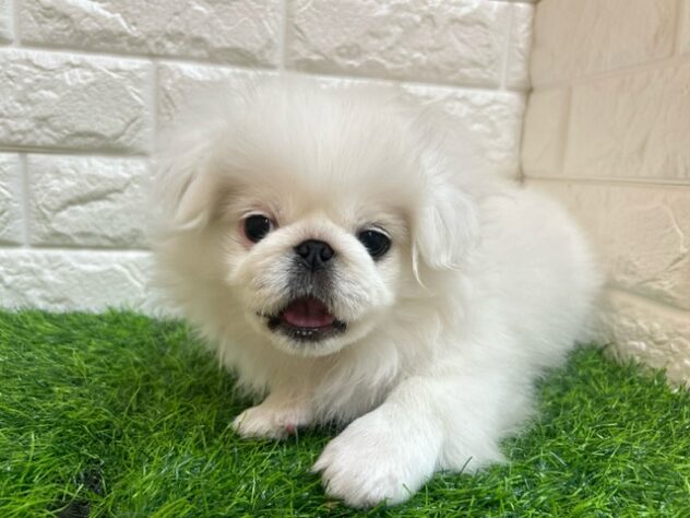 新潟県のペキニーズ (アミーゴ紫竹山店/2025年7月28日生まれ/男の子/ホワイト)の子犬の3枚目の画像