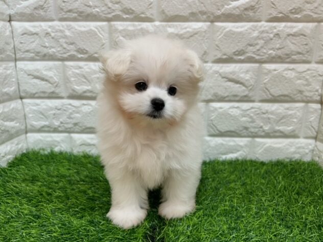 新潟県のハーフ犬・ミックス犬 (アミーゴ紫竹山店/2025年8月26日生まれ/女の子/ホワイト)の子犬の1枚目の画像