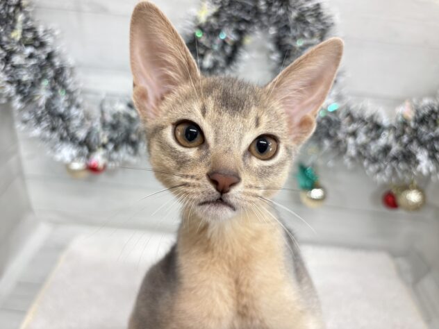 宮城県のアビシニアン (アミーゴ仙台富沢店/2025年9月23日生まれ/男の子/ブルー)の子猫の1枚目の画像