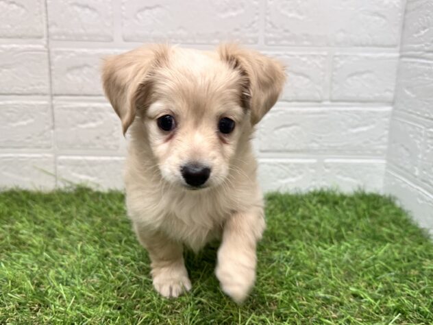 新潟県のハーフ犬・ミックス犬 (アミーゴ新潟小新店/2025年8月26日生まれ/女の子/クリーム)の子犬の2枚目の画像