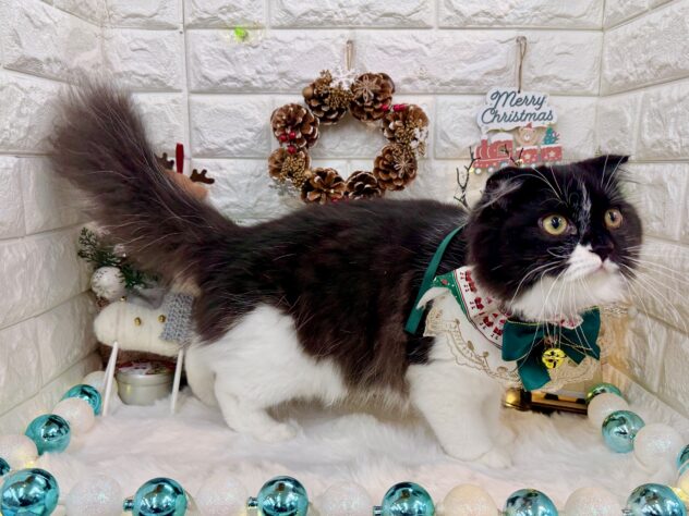 兵庫県のスコティッシュフォールド (ワンキャラット アミーゴ姫路花田店/2025年5月28日生まれ/男の子/ブラックホワイト)の子猫の4枚目の画像