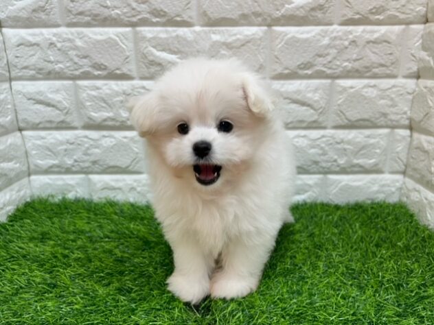 新潟県のハーフ犬・ミックス犬 (アミーゴ紫竹山店/2025年8月26日生まれ/女の子/ホワイト)の子犬の2枚目の画像