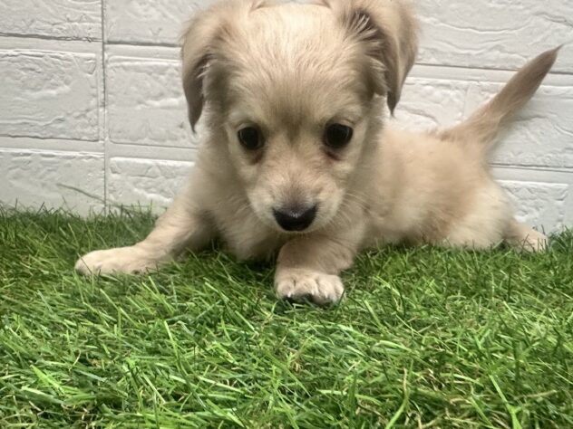 新潟県のハーフ犬・ミックス犬 (アミーゴ新潟小新店/2025年8月26日生まれ/女の子/クリーム)の子犬の3枚目の画像