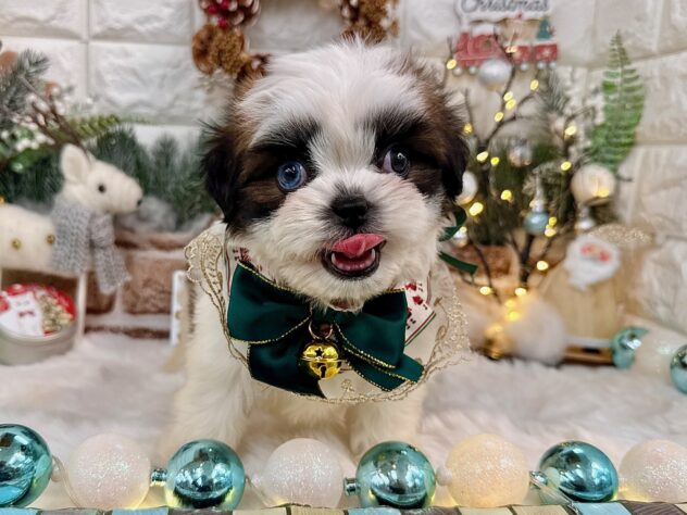 兵庫県のシーズー (ワンキャラット アミーゴ姫路花田店/2025年9月20日生まれ/女の子/ゴールドホワイト)の子犬の2枚目の画像