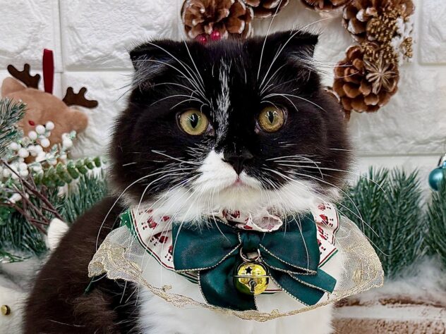 兵庫県のスコティッシュフォールド (ワンキャラット アミーゴ姫路花田店/2025年5月28日生まれ/男の子/ブラックホワイト)の子猫の1枚目の画像