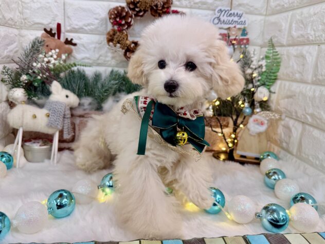 兵庫県のトイプードル(トイ) (ワンキャラット アミーゴ姫路花田店/2025年7月7日生まれ/男の子/ペールフォーン)の子犬の2枚目の画像