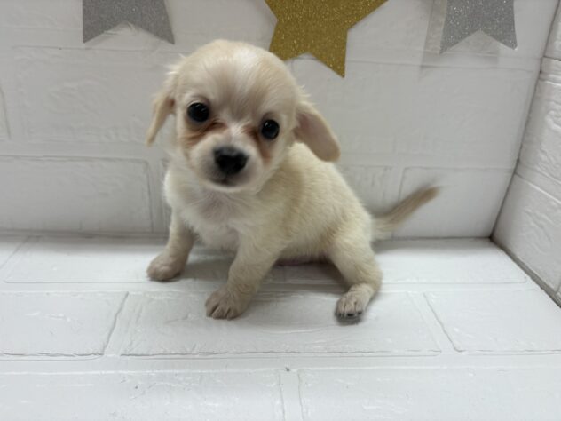 宮城県のハーフ犬・ミックス犬 (アミーゴ仙台富沢店/2025年9月16日生まれ/男の子/イエロー)の子犬