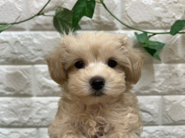 新潟県のハーフ犬・ミックス犬 (アミーゴ紫竹山店/2025年8月25日生まれ/男の子/クリーム)の子犬の4枚目の画像