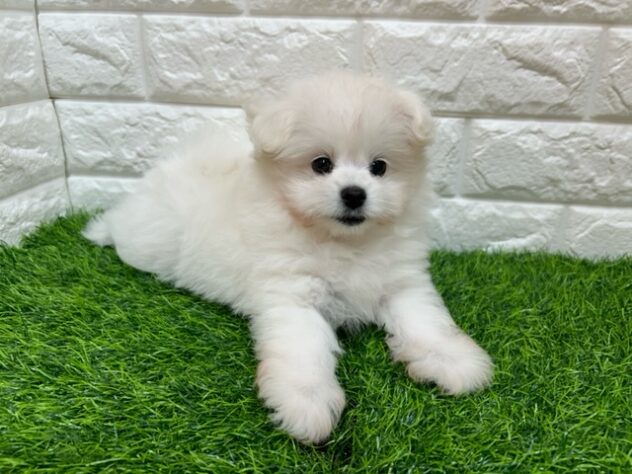 新潟県のハーフ犬・ミックス犬 (アミーゴ紫竹山店/2025年8月26日生まれ/女の子/ホワイト)の子犬の3枚目の画像