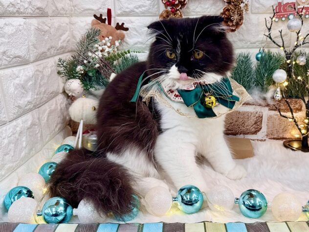 兵庫県のスコティッシュフォールド (ワンキャラット アミーゴ姫路花田店/2025年5月28日生まれ/男の子/ブラックホワイト)の子猫の4枚目の画像