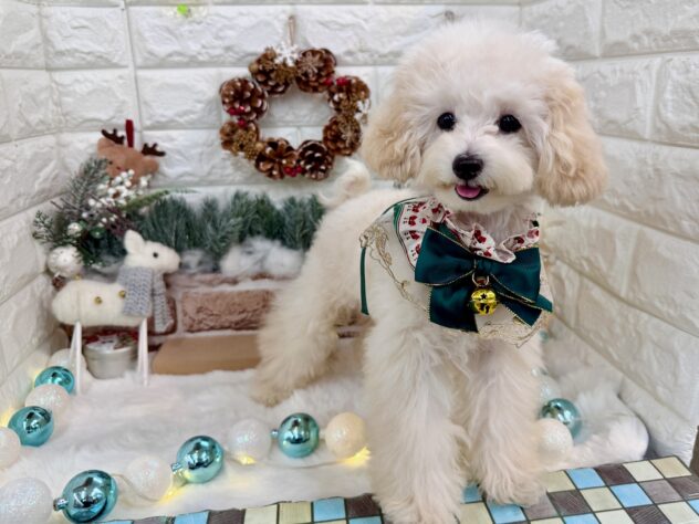 兵庫県のトイプードル(トイ) (ワンキャラット アミーゴ姫路花田店/2025年7月7日生まれ/男の子/ペールフォーン)の子犬の4枚目の画像