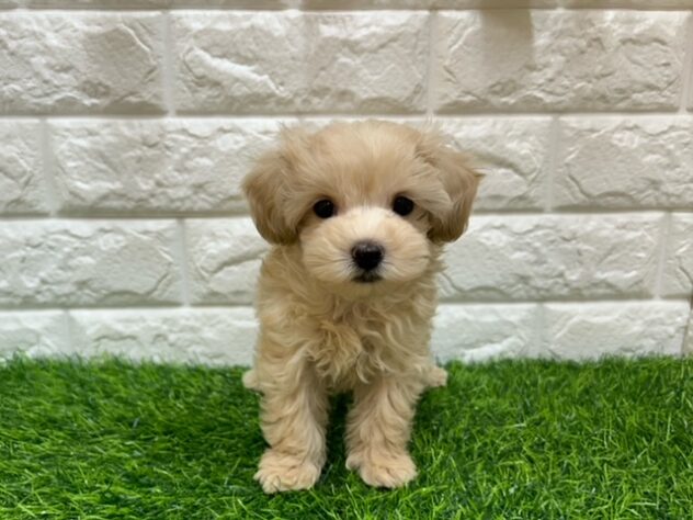 新潟県のハーフ犬・ミックス犬 (アミーゴ紫竹山店/2025年8月25日生まれ/男の子/クリーム)の子犬の1枚目の画像