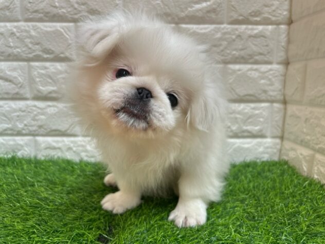 新潟県のペキニーズ (アミーゴ紫竹山店/2025年7月28日生まれ/男の子/ホワイト)の子犬の2枚目の画像