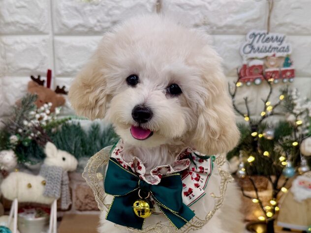 兵庫県のトイプードル(トイ) (ワンキャラット アミーゴ姫路花田店/2025年7月7日生まれ/男の子/ペールフォーン)の子犬の1枚目の画像