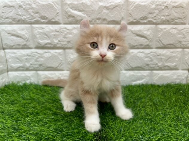 新潟県のハーフ猫・ミックス猫 (アミーゴ紫竹山店/2025年9月8日生まれ/男の子/クリームタビーホワイト)の子猫