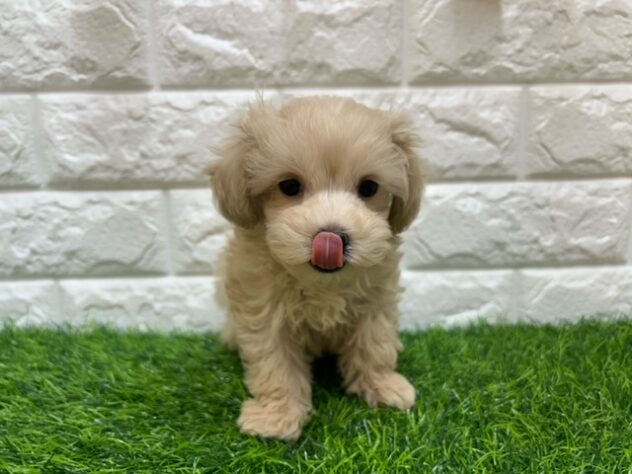 新潟県のハーフ犬・ミックス犬 (アミーゴ紫竹山店/2025年8月25日生まれ/男の子/クリーム)の子犬の2枚目の画像