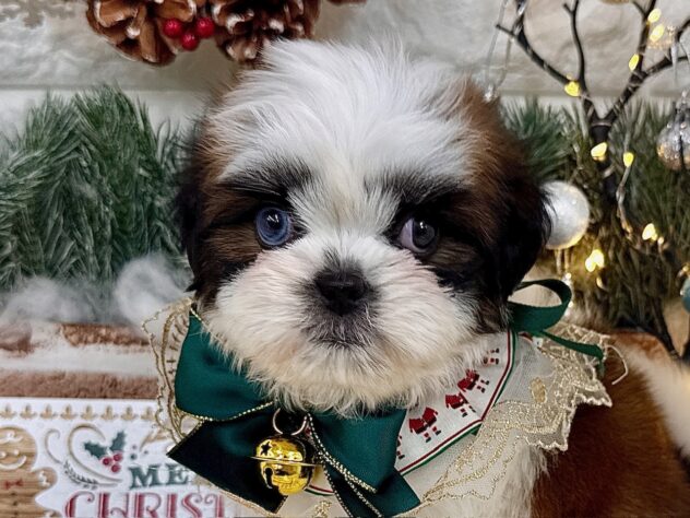 兵庫県のシーズー (ワンキャラット アミーゴ姫路花田店/2025年9月20日生まれ/女の子/ゴールドホワイト)の子犬の1枚目の画像