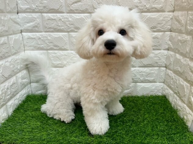 新潟県のビションフリーゼ (アミーゴ紫竹山店/2025年7月20日生まれ/男の子/ホワイト)の子犬の2枚目の画像