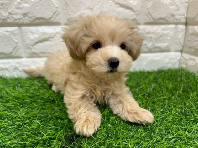 新潟県のハーフ犬・ミックス犬 (アミーゴ紫竹山店/2025年8月25日生まれ/男の子/クリーム)の子犬の3枚目の画像