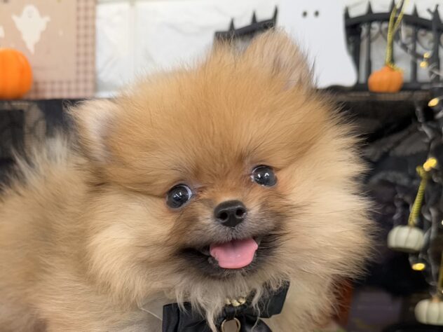 兵庫県のポメラニアン (ワンキャラット アミーゴ姫路花田店/2025年9月5日生まれ/女の子/オレンジ)の子犬の1枚目の画像