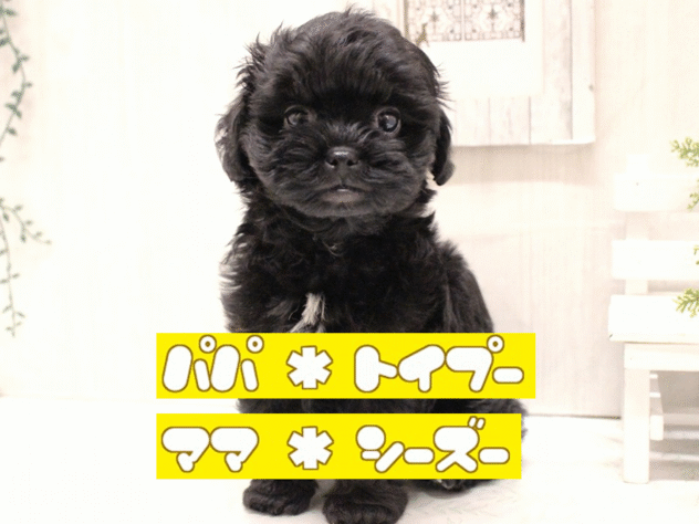 兵庫県のプーズー/プーシーズ(プードル×シーズー) (ペット・プラザ アミーゴ加古川店/2025年9月25日生まれ/男の子/ブラック)の子犬の1枚目の画像