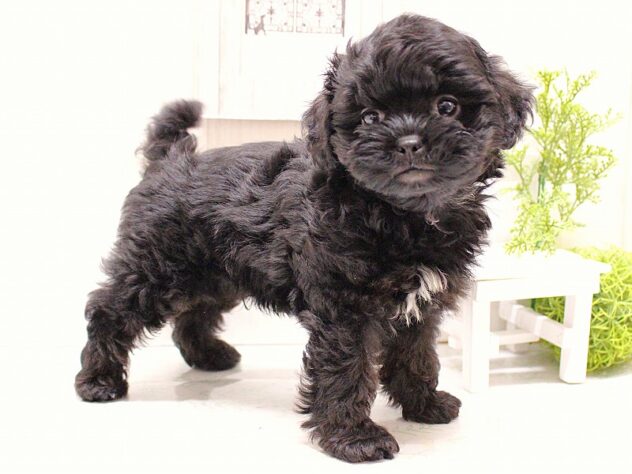 兵庫県のプーズー/プーシーズ(プードル×シーズー) (ペット・プラザ アミーゴ加古川店/2025年9月25日生まれ/男の子/ブラック)の子犬の2枚目の画像