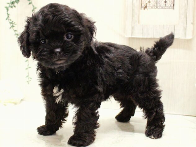 兵庫県のプーズー/プーシーズ(プードル×シーズー) (ペット・プラザ アミーゴ加古川店/2025年9月25日生まれ/男の子/ブラック)の子犬の3枚目の画像