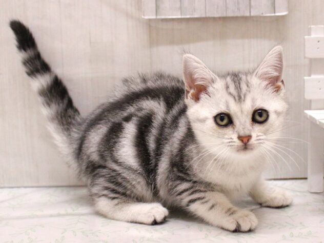 兵庫県のアメリカンショートヘアー (ペット・プラザ アミーゴ加古川店/2025年9月9日生まれ/女の子/シルバータビー)の子猫の1枚目の画像