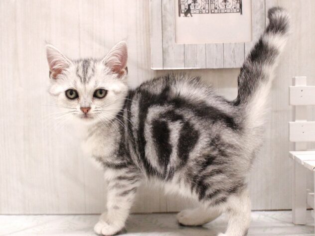 兵庫県のアメリカンショートヘアー (ペット・プラザ アミーゴ加古川店/2025年9月9日生まれ/女の子/シルバータビー)の子猫の2枚目の画像