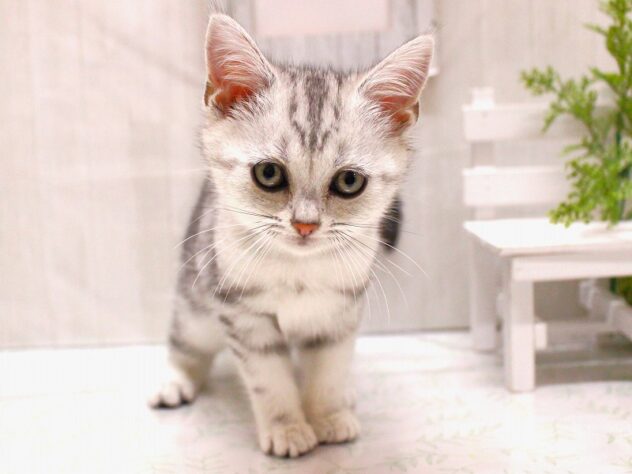 兵庫県のアメリカンショートヘアー (ペット・プラザ アミーゴ加古川店/2025年9月9日生まれ/女の子/シルバータビー)の子猫の3枚目の画像