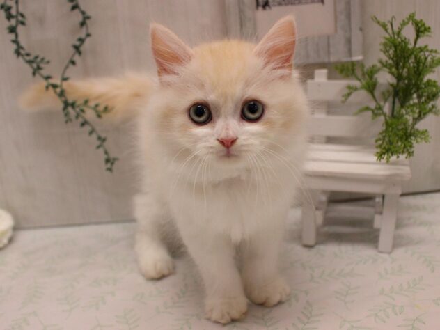 兵庫県のラガマフィン (ペット・プラザ アミーゴ加古川店/2025年9月5日生まれ/男の子/クリームホワイト)の子猫の1枚目の画像