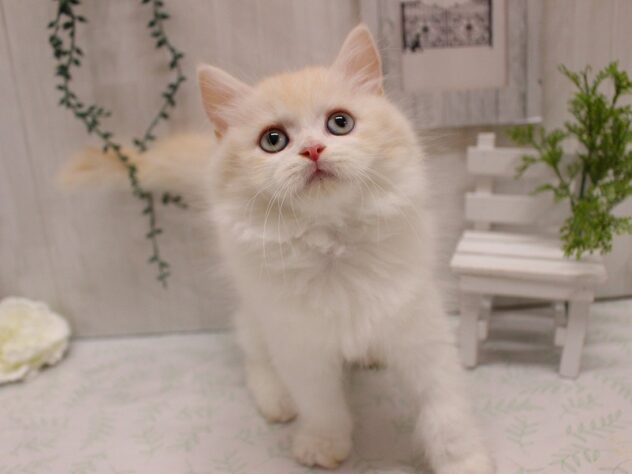 兵庫県のラガマフィン (ペット・プラザ アミーゴ加古川店/2025年9月5日生まれ/男の子/クリームホワイト)の子猫の2枚目の画像