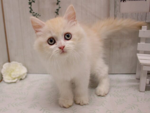 兵庫県のラガマフィン (ペット・プラザ アミーゴ加古川店/2025年9月5日生まれ/男の子/クリームホワイト)の子猫の3枚目の画像