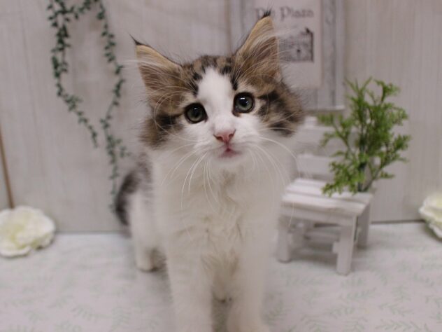 兵庫県のノルウェージャンフォレストキャット (ペット・プラザ アミーゴ加古川店/2025年8月29日生まれ/女の子/ブラウンタビーホワイト)の子猫の1枚目の画像