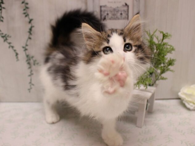 兵庫県のノルウェージャンフォレストキャット (ペット・プラザ アミーゴ加古川店/2025年8月29日生まれ/女の子/ブラウンタビーホワイト)の子猫の2枚目の画像
