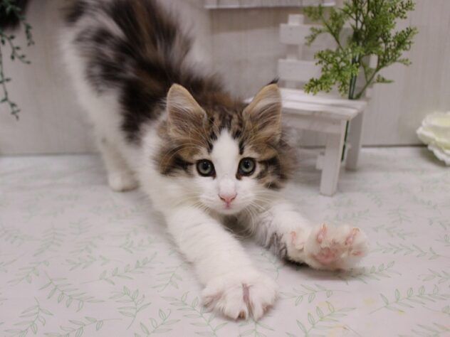 兵庫県のノルウェージャンフォレストキャット (ペット・プラザ アミーゴ加古川店/2025年8月29日生まれ/女の子/ブラウンタビーホワイト)の子猫の3枚目の画像