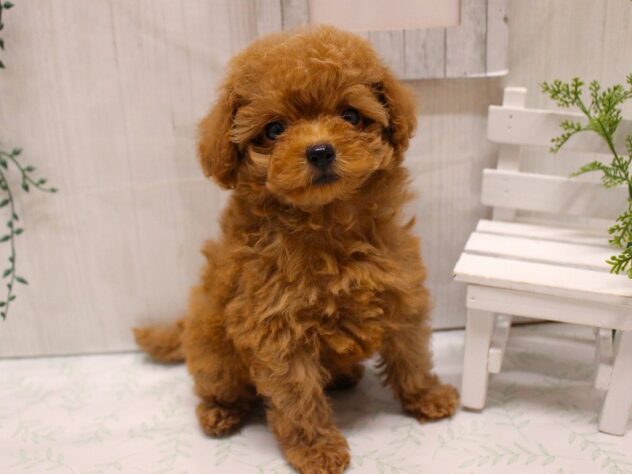 兵庫県のトイプードル(トイ) (ペット・プラザ アミーゴ加古川店/2025年9月5日生まれ/女の子/レッドフォーン)の子犬の2枚目の画像