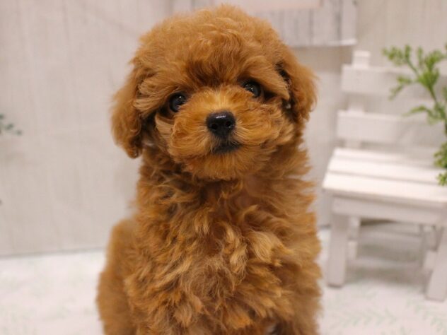 兵庫県のトイプードル(トイ) (ペット・プラザ アミーゴ加古川店/2025年9月5日生まれ/女の子/レッドフォーン)の子犬の1枚目の画像