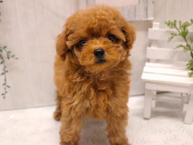 兵庫県のトイプードル(トイ) (ペット・プラザ アミーゴ加古川店/2025年9月5日生まれ/女の子/レッドフォーン)の子犬の3枚目の画像