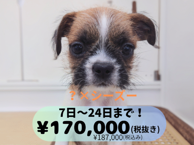 岡山県のハーフ犬・ミックス犬 (アミーゴ中庄店/2025年8月31日生まれ/男の子/ゴールドホワイト)の子犬